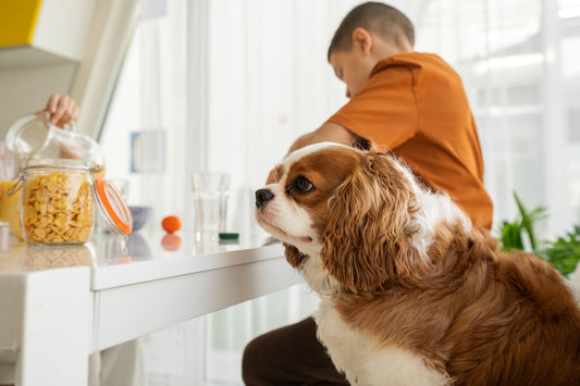 The Benefits of Natural Pet Products: Why It Matters