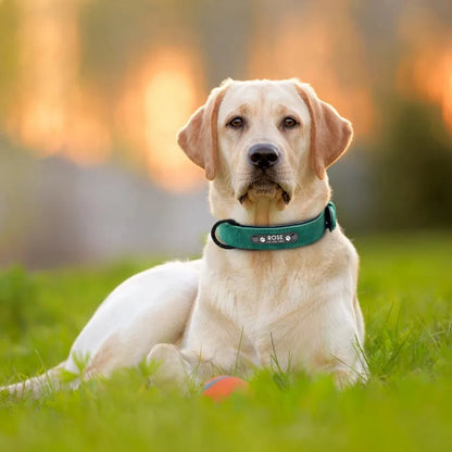 Custom Leather Collar
